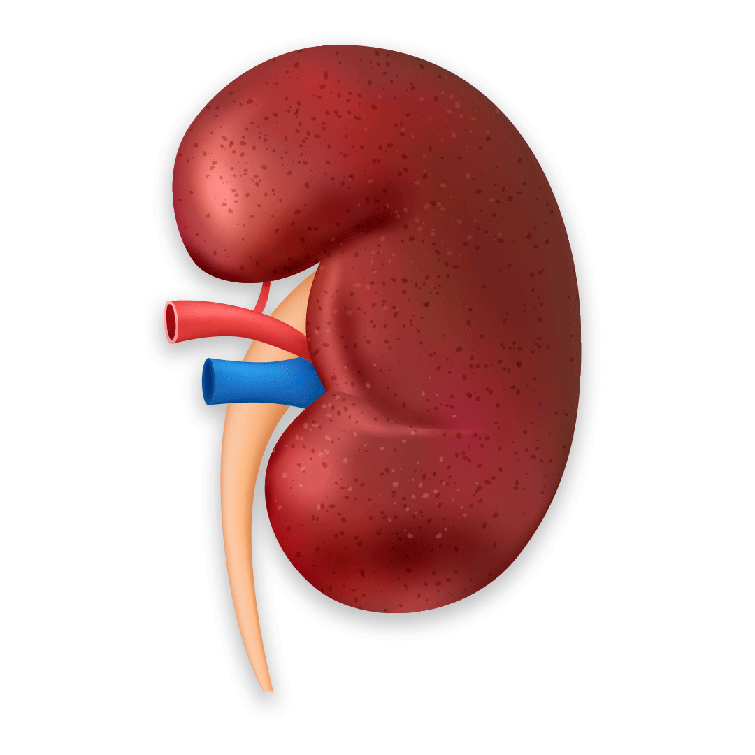 Transplant i Organeve